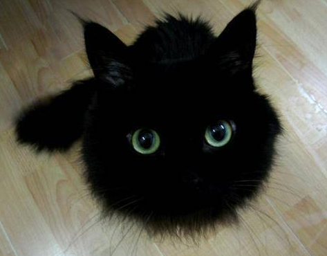 全黑的猫为什么不能养？说了你别不信