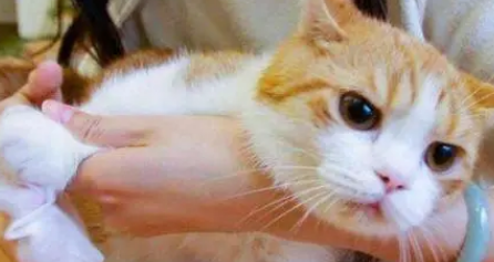 猫为什么喜欢闻腋窝 猫为什么喜欢闻咯吱窝？铲屎官不要太奇怪。