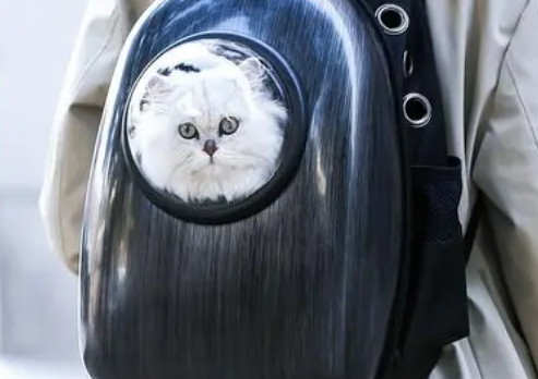 猫会在太空包里拉屎吗 猫会在太空包拉便便吗？看看你家的猫咪是不是这样的。