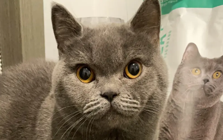 海豹猫是什么品种？一起来学习一下