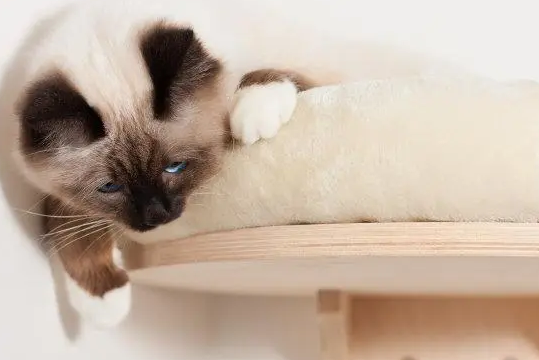 海豹猫是什么品种？一起来学习一下