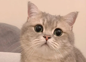 适合家养的猫有哪些？不妨来看看吧