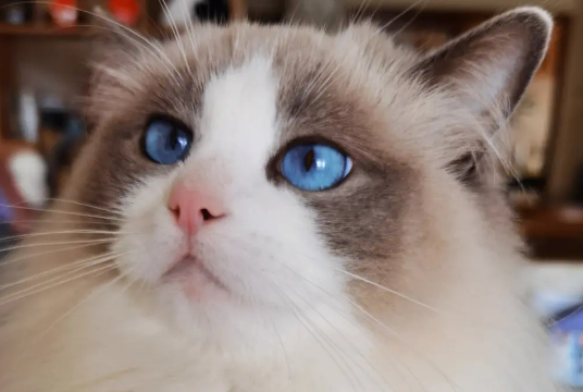 适合家养的猫有哪些？不妨来看看吧