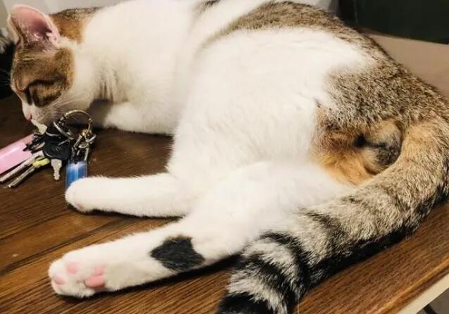 三花有公猫吗？本文替你解答