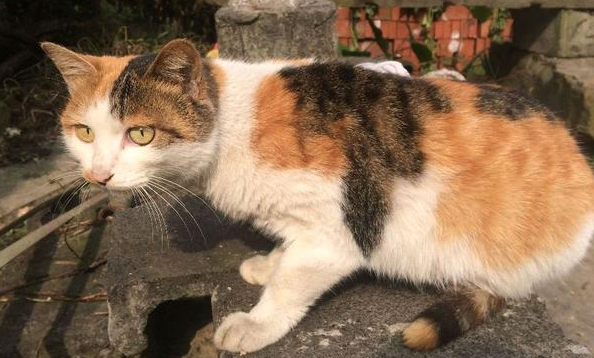 三花有公猫吗？本文替你解答