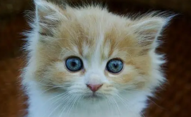 七八个月大的猫好养吗？小编来告诉大家。