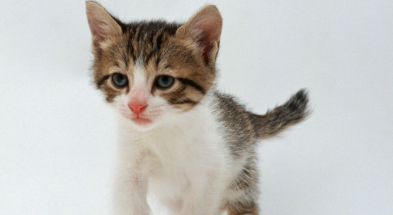 七八个月大的猫好养吗？小编来告诉大家。
