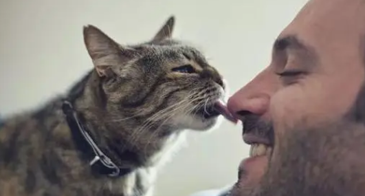 猫为什么喜欢闻主人的嘴巴 猫为什么要闻人的嘴？这不是因为猫咪生病了！