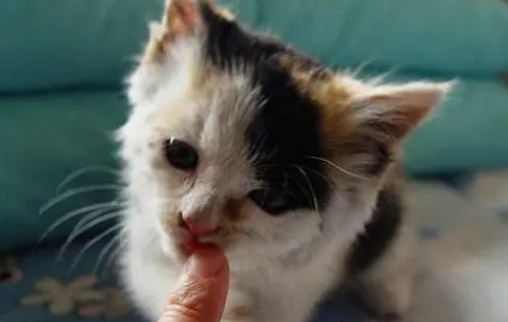 猫为什么喜欢闻主人的嘴巴 猫为什么要闻人的嘴？这不是因为猫咪生病了！