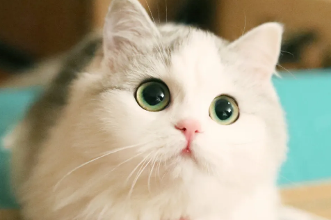 猫为什么会半夜闻人的呼吸 猫为什么有时候过来闻人？大家一起来看看是什么原因吧！