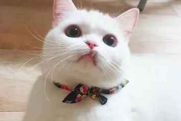 猫为什么会半夜闻人的呼吸 猫为什么有时候过来闻人？大家一起来看看是什么原因吧！