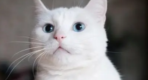 宠物猫会晕车吗 宠物猫会不会晕车倒？家里有车的铲屎官需要注意了。