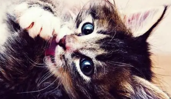 宠物猫会晕车吗 宠物猫会不会晕车倒？家里有车的铲屎官需要注意了。