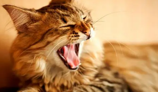 猫为什么闻着闻着张嘴 猫为什么闻到一些东西张着嘴？是因为猫咪需要张开嘴才可以分辨吗？