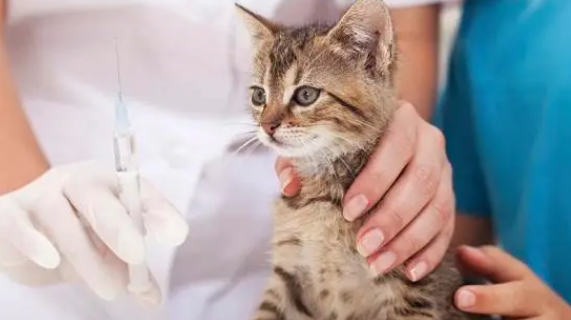 宠物猫要打狂犬疫苗么？看看各位宠主有没有做到这些。