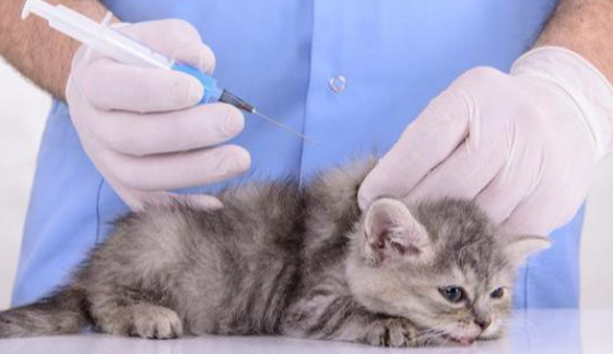 宠物猫要打狂犬疫苗么？看看各位宠主有没有做到这些。