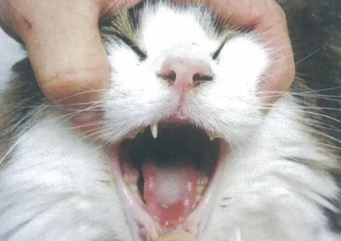 猫咪杯状体是否传染人？看这就知道了！