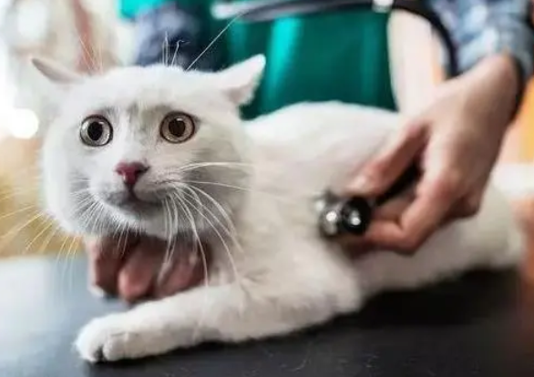 猫咪杯状体是否传染人？看这就知道了！