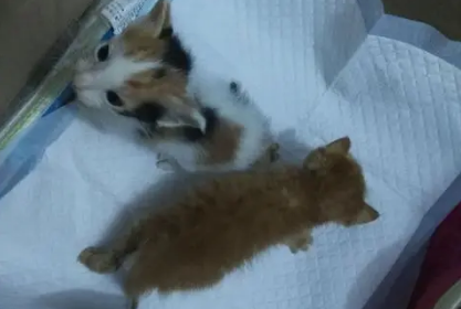 没满月的小猫多久排便一次？我来告诉你！