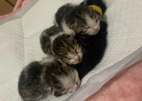 没满月的小猫多久排便一次？我来告诉你！