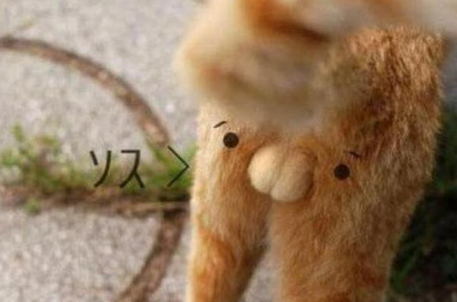 母猫有睾丸正常吗？这里可以了解~