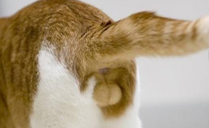 母猫有睾丸正常吗？这里可以了解~