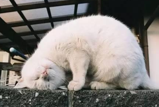 涨知识，土猫驱虫的便宜方法