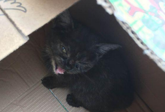 涨知识，土猫驱虫的便宜方法