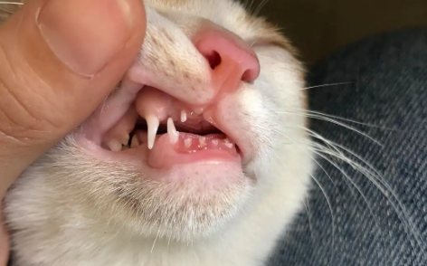 猫咪多大会换牙齿？可以来看看！