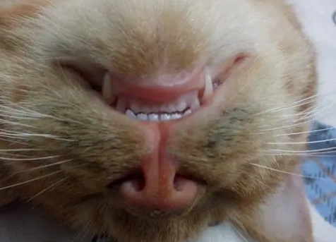 猫咪多大会换牙齿？可以来看看！