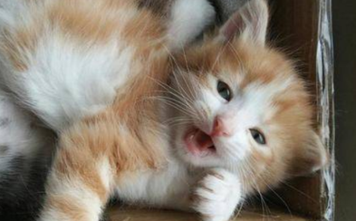 小猫送人母猫会不会难过？宠主可以了解一下！