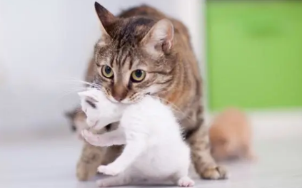 小猫送人母猫会不会难过？宠主可以了解一下！