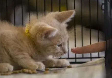 猫知识：小猫护食咬人怎么调教？