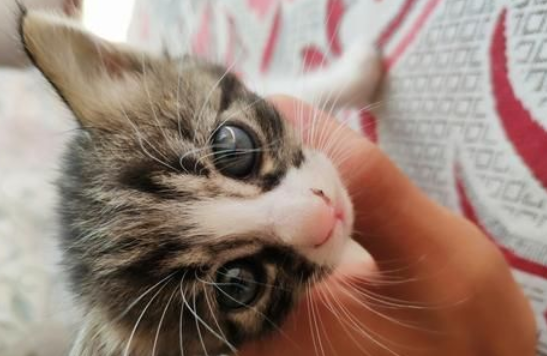 猫知识：小猫护食咬人怎么调教？