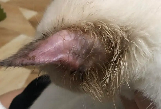 猫咪耳朵上长癣了毛都掉了怎么办，我来告诉你！