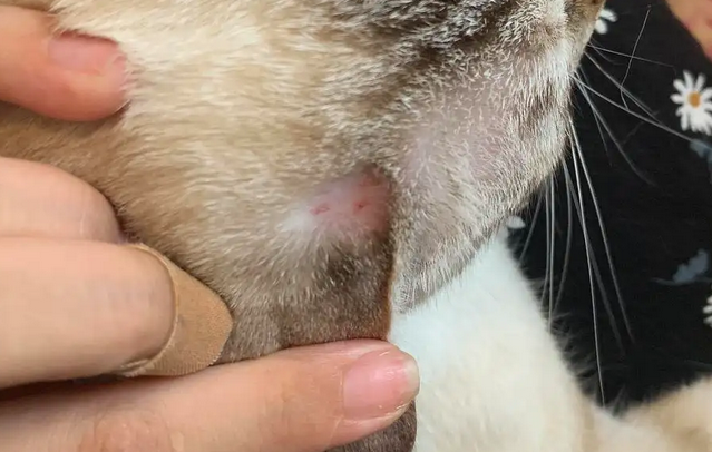 猫咪耳朵上长癣了毛都掉了怎么办，我来告诉你！
