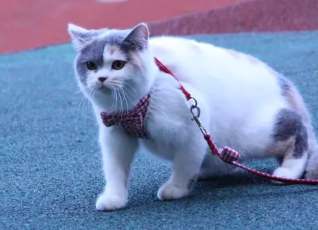 带你了解，猫能分辨颜色吗？