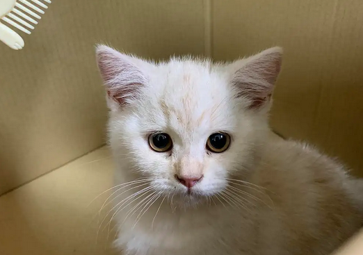 带你了解，猫能分辨颜色吗？