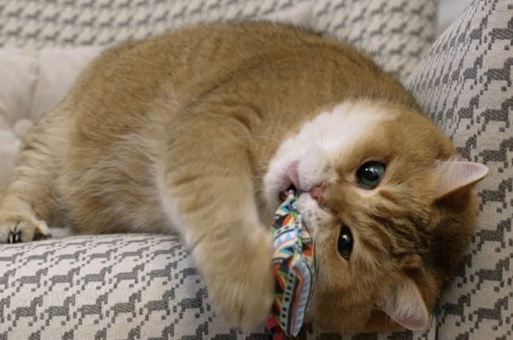 猫咪总叫唤是怎么了？有没有想get的！