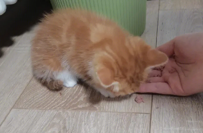 猫咪总叫唤是怎么了？有没有想get的！
