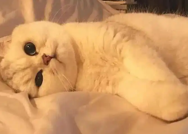 猫拉肚子怎么治？具体看这里！