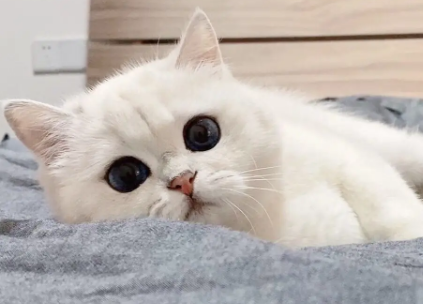 一文详解：初次养猫养什么品种好？