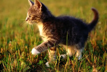 一文详解：初次养猫养什么品种好？