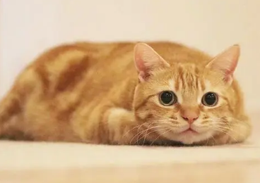 橘猫为什么胖很凶？新手铲屎官可以看看~