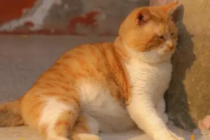 橘猫为什么胖很凶？新手铲屎官可以看看~