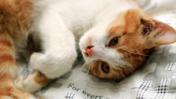 一文详解猫咪把奶嘴头吃了怎么办？