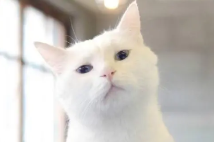一文详解猫咪把奶嘴头吃了怎么办？