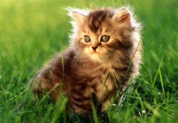 猫咪不爱叫是什么性格？感兴趣的看看~