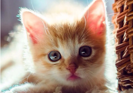 猫咪不爱叫是什么性格？感兴趣的看看~