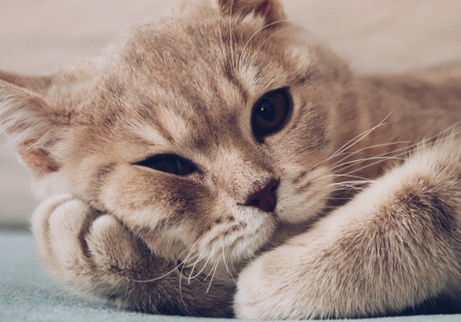 野猫为什么不能打？这里有答案